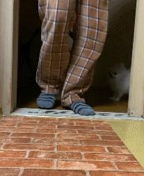 金毛误入地铁站后续,金毛闯地铁