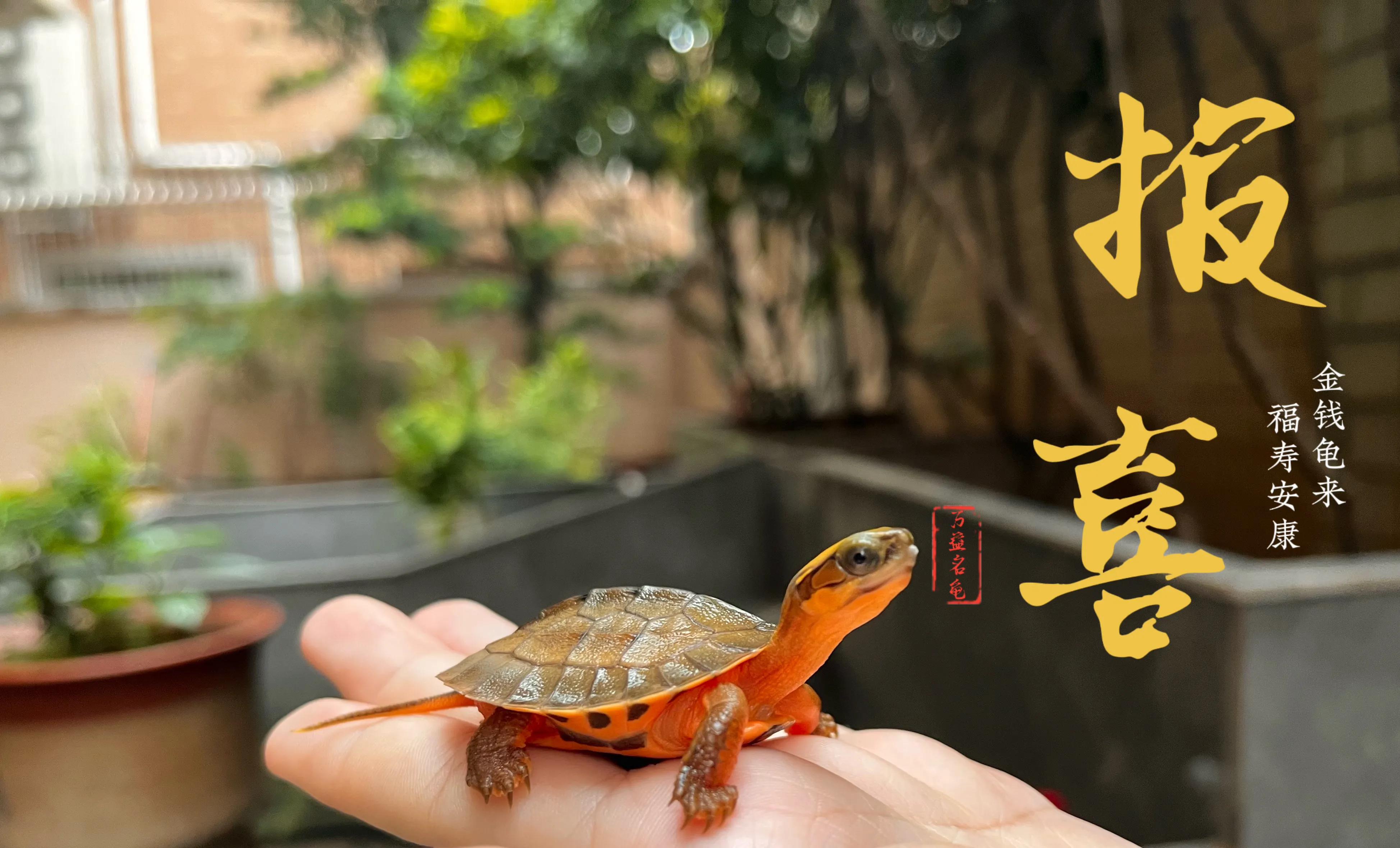 海南金钱龟养殖,金钱龟为什么不建议养