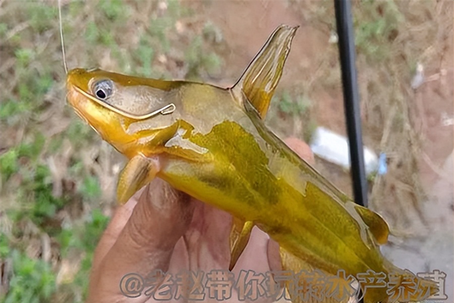 养殖鱼不下底怎么回事,养殖塘的鱼不开口是什么原因