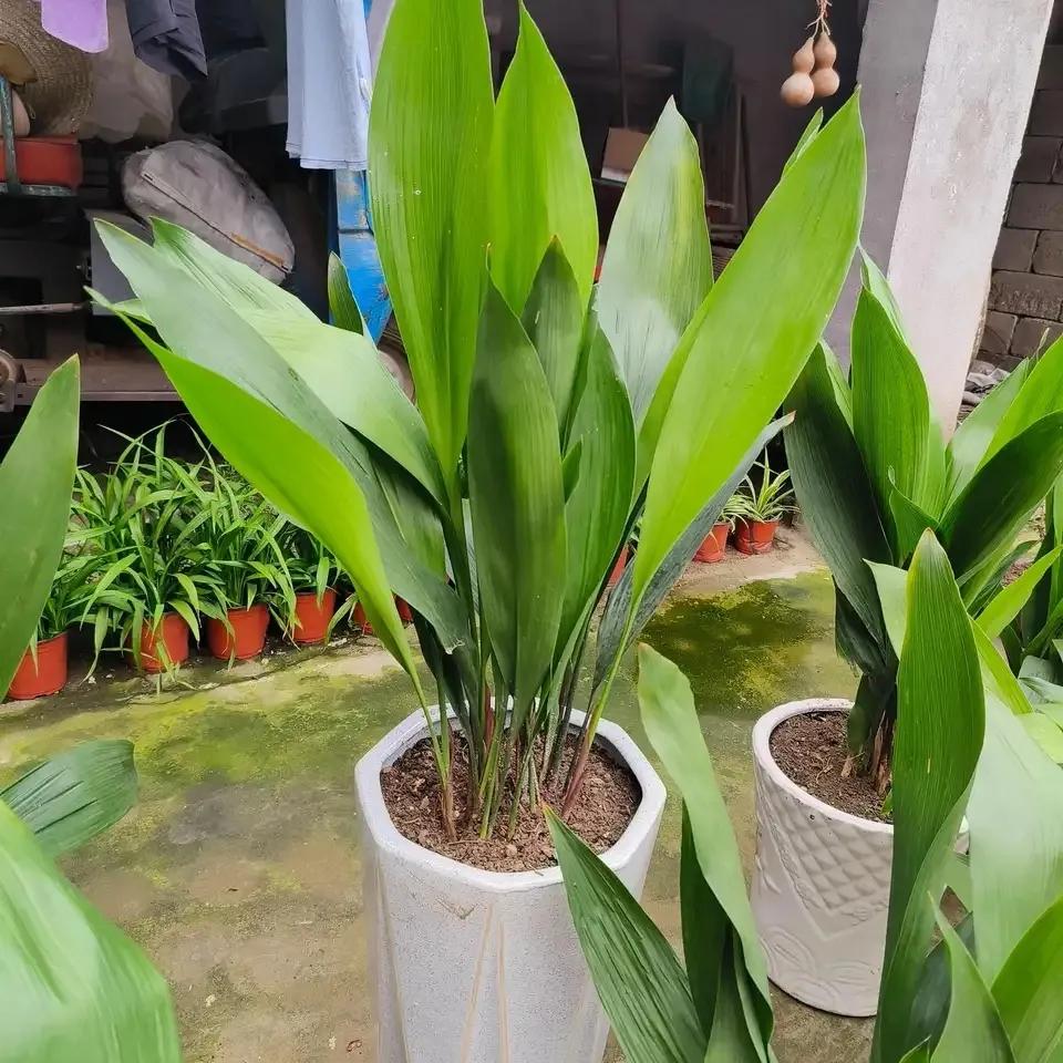 哪些花卉吸甲醛最好,室内哪些绿植可以吸甲醛