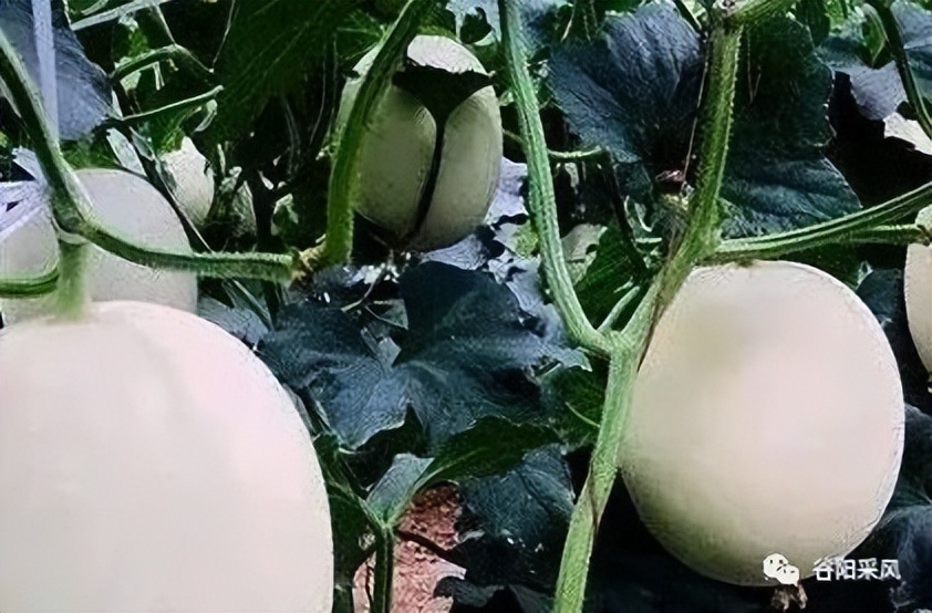 固镇美味香喷喷的小香瓜,话说固镇之722）