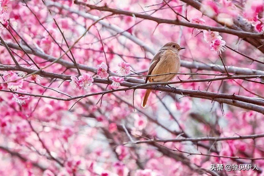 散与群芳自在春：许你一场诗词里的春暖花开，每一朵都惊艳了春天