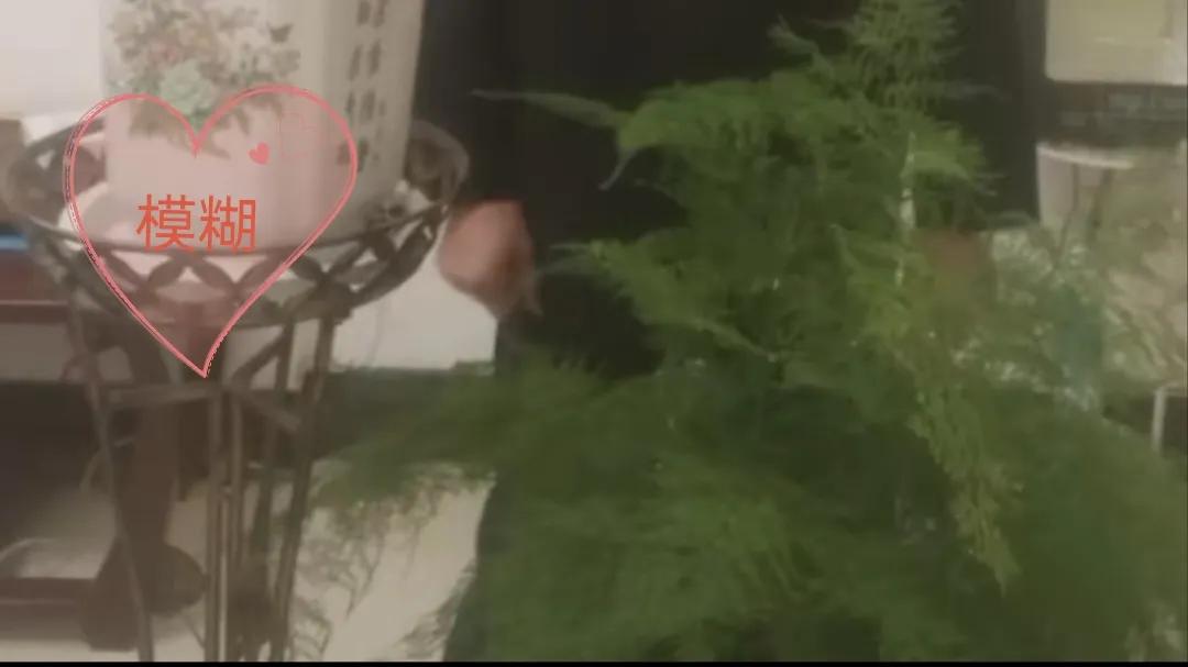 vivo手机清晰度怎么调,手机录像怎么调清晰度最好