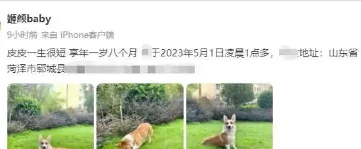 砍杀狗事件处罚,家暴杀狗事件