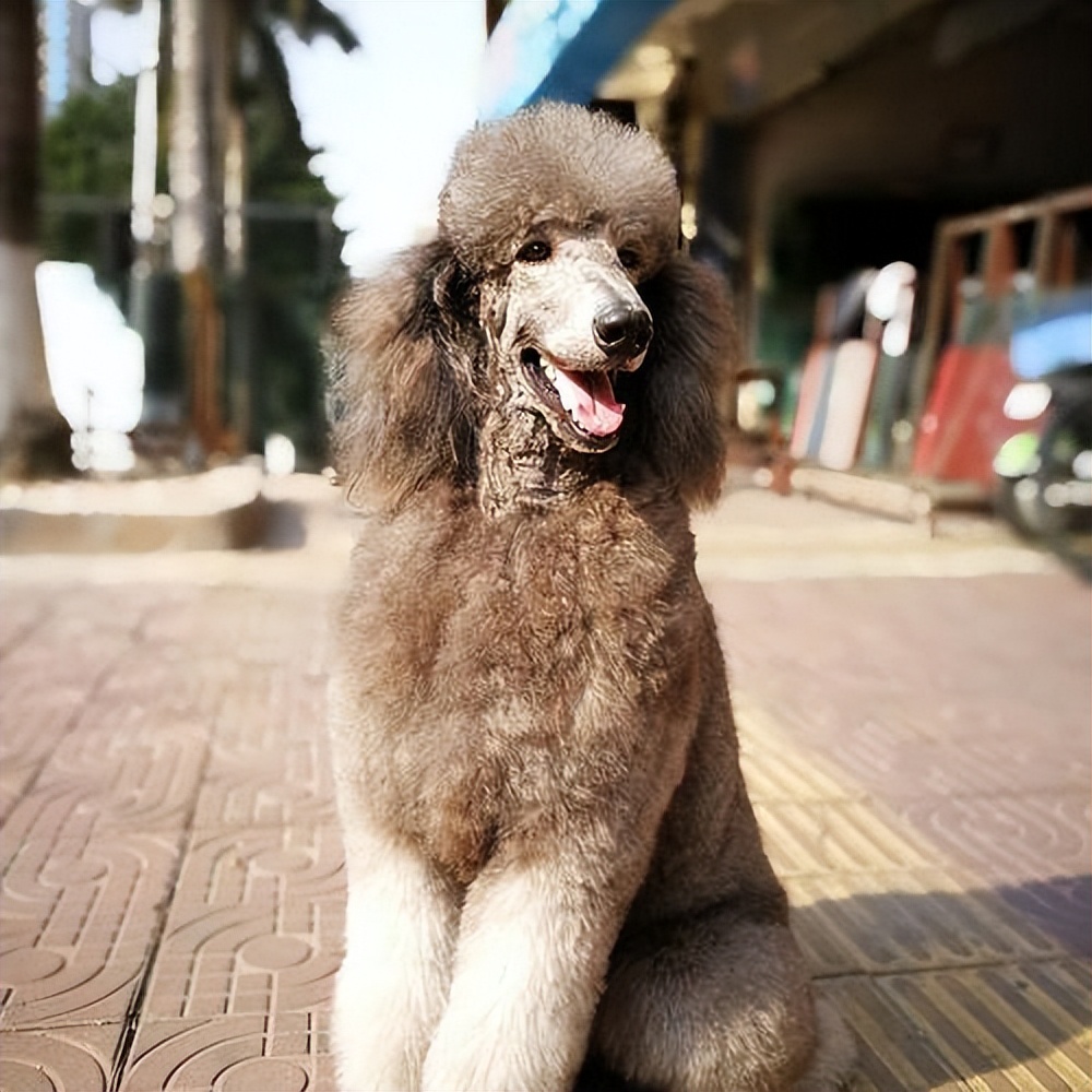 建议新手养的10种便宜狗狗不掉毛,建议穷人新手养的10种狗狗