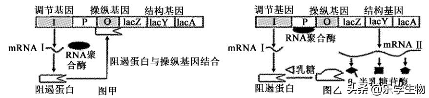 2024届高三生物模拟试题新高考,t8联考2022届第二次联考生物答案