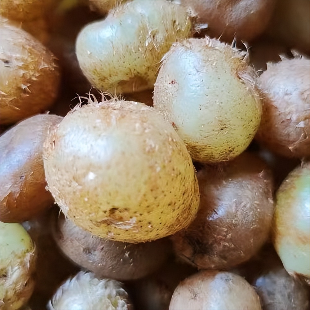 天鹅蛋的故事视频大全,天鹅蛋的故事完整版