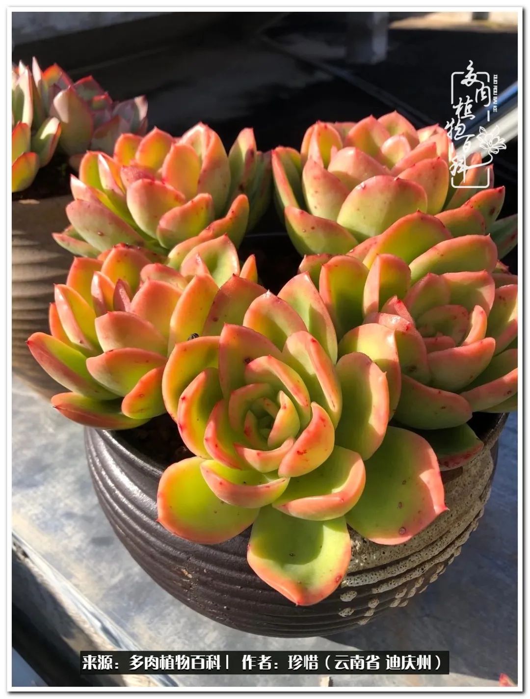 给生命一份淡然还岁月一份从容,给生命留一份洒脱的话