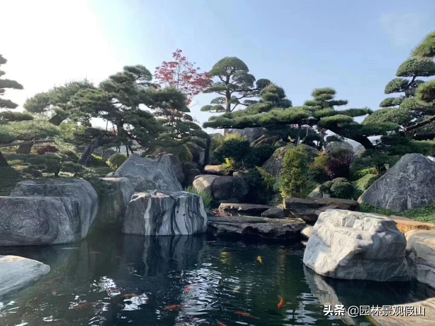 新锦鲤鱼池如何处理好水质,庭院锦鲤鱼池怎么处理好看