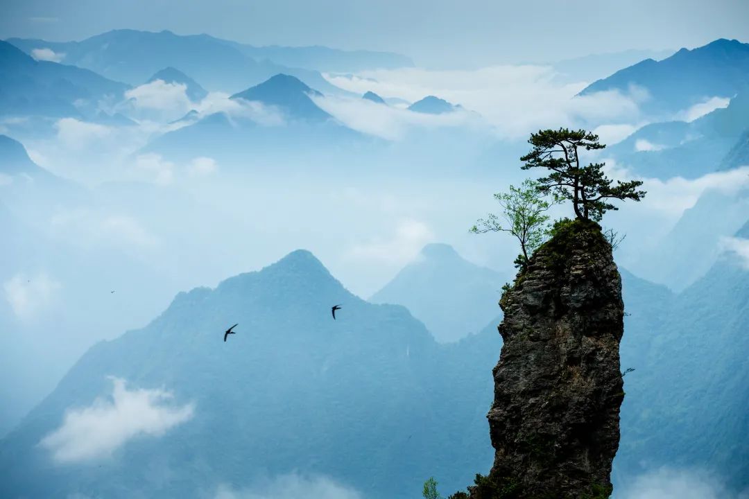 四川大山里有啥名贵药材,四川农村的十大特产