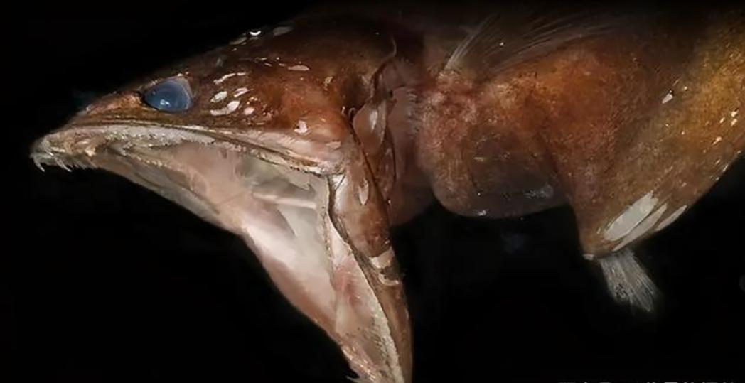 吃100斤的巨型食人鱼,黑叉齿鱼是怎么吞下大鱼的
