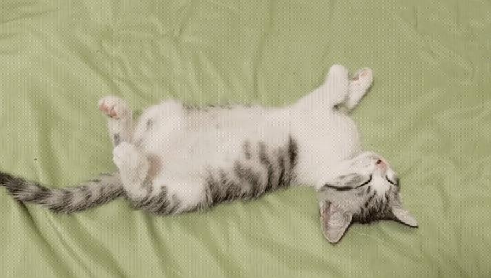 几百块钱买的猫靠谱吗,几百块的猫是真的吗