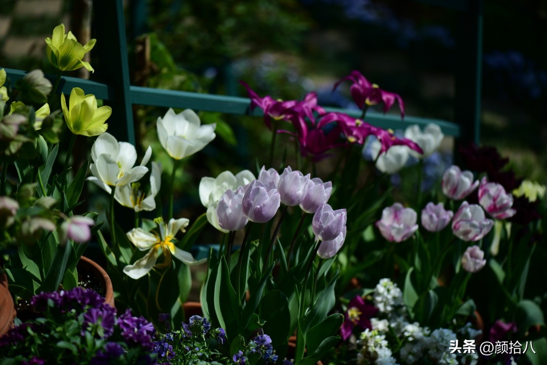 河马花园最耐阴植物,最漂亮的花园里的郁金香