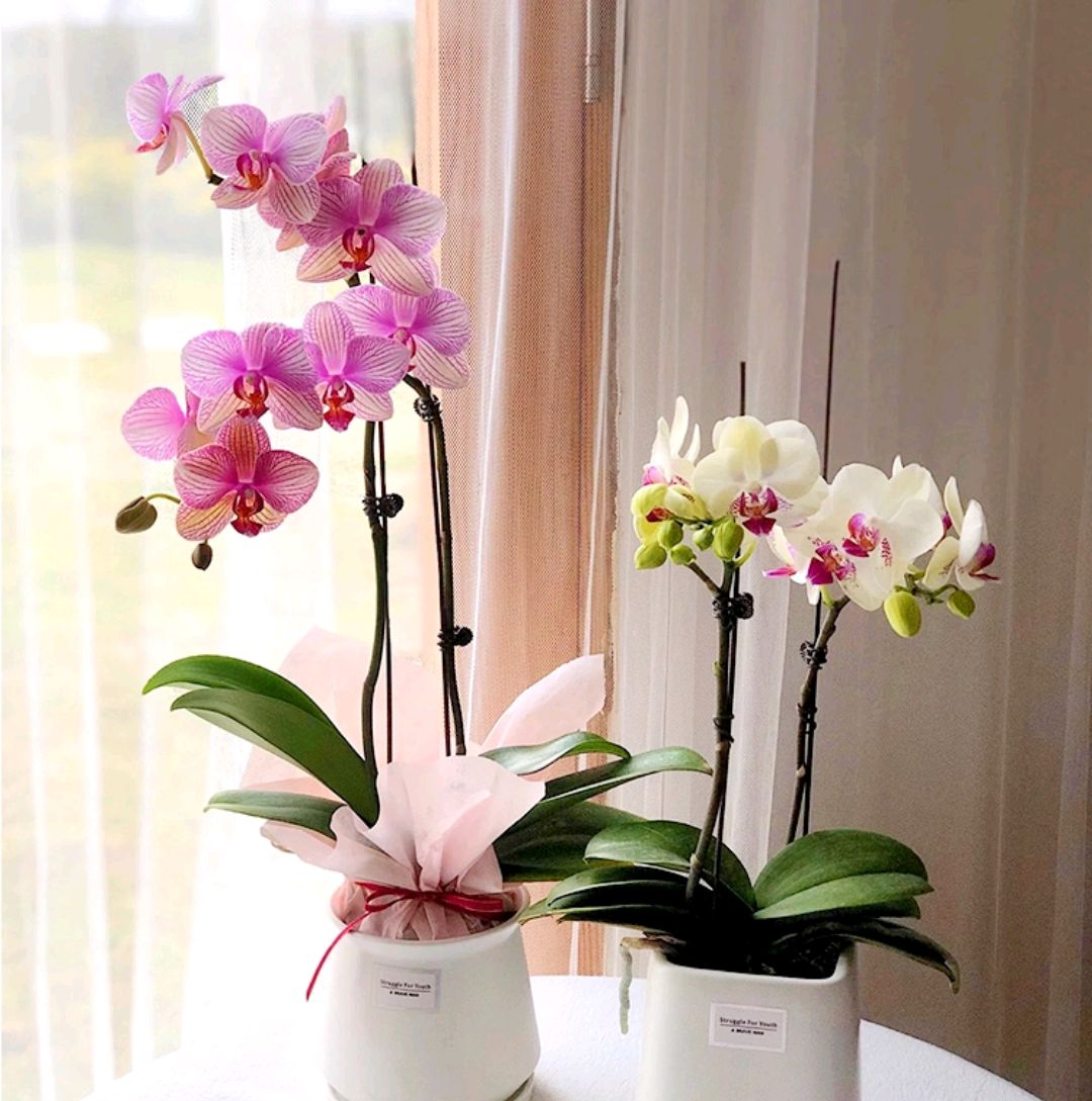 家庭客厅养什么花好看又旺财,客厅最吉祥的三种花