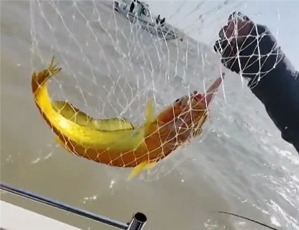 6000元两条野生大黄鱼,游客钓上野生大黄鱼市场价过万