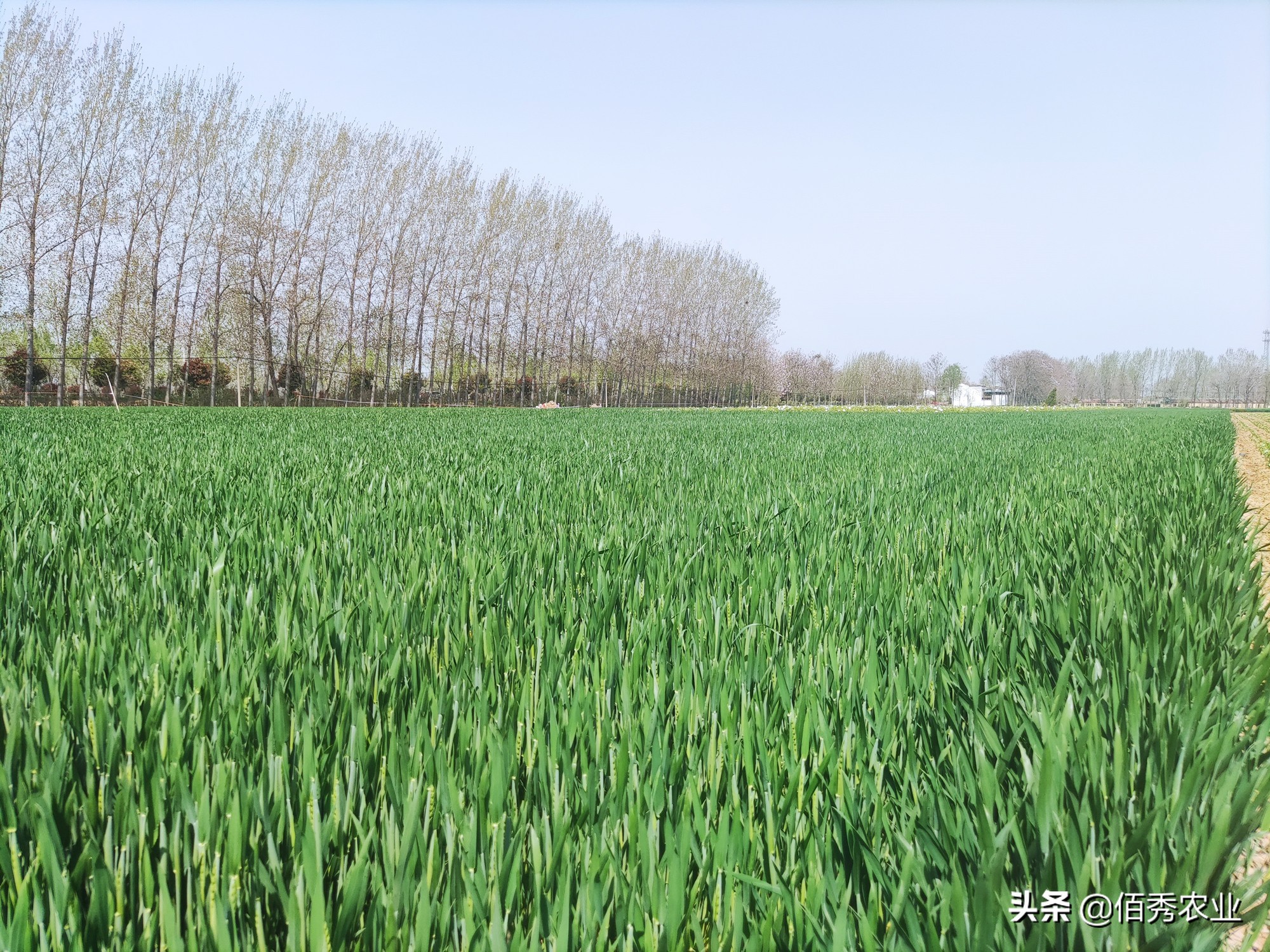 小麦蚜虫最佳防治方法,2022年小麦蚜虫什么时候开始预防