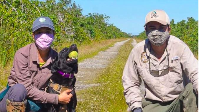 美国佛州最大缅甸蟒,美国蟒蛇泛滥原因