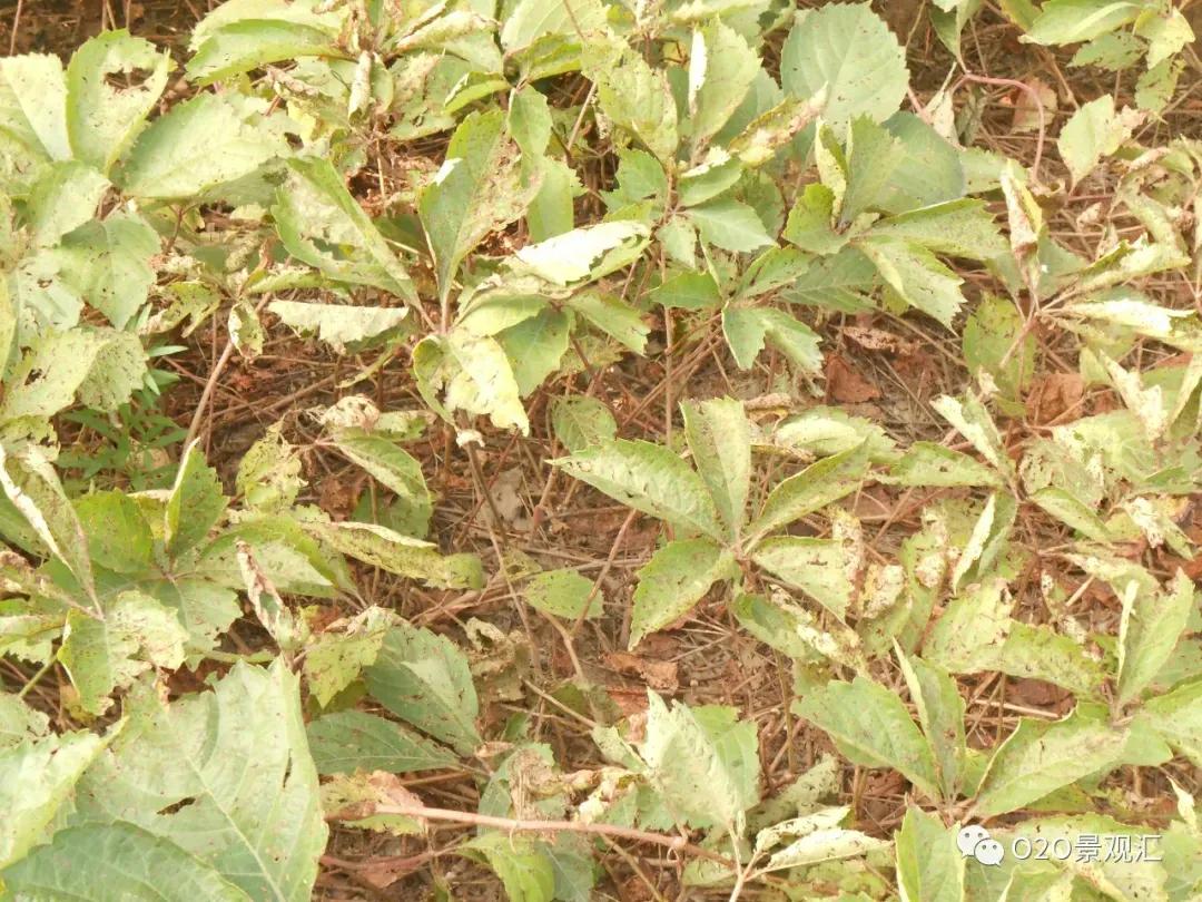 植物病害知识全解,春季植物病害防治方法