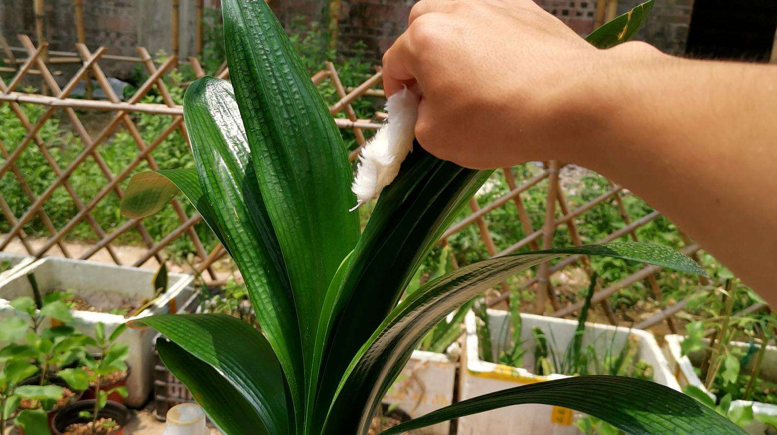 春天养君子兰，做好“4件事”，多长新叶子，花期满盆冒花箭