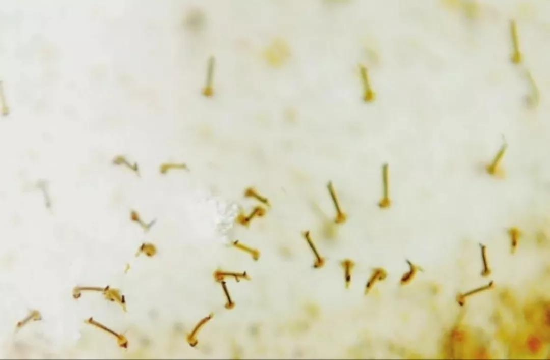 热带鱼观赏鱼养殖必知技巧,新手养热带鱼养什么鱼比较好