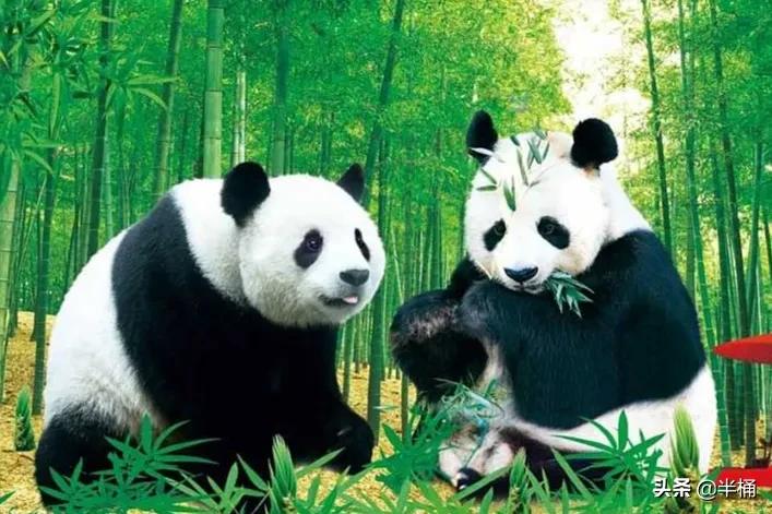 竹子开花马上搬家有这说法吗,竹子开花人要搬家有这种说法吗