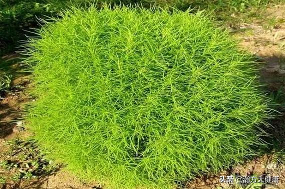 止痒地肤子,消风止痒药膏的作用