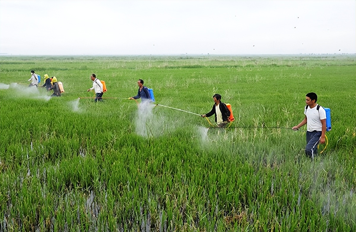 什么农作物可以浇人尿,人尿施在植料果树上可以么