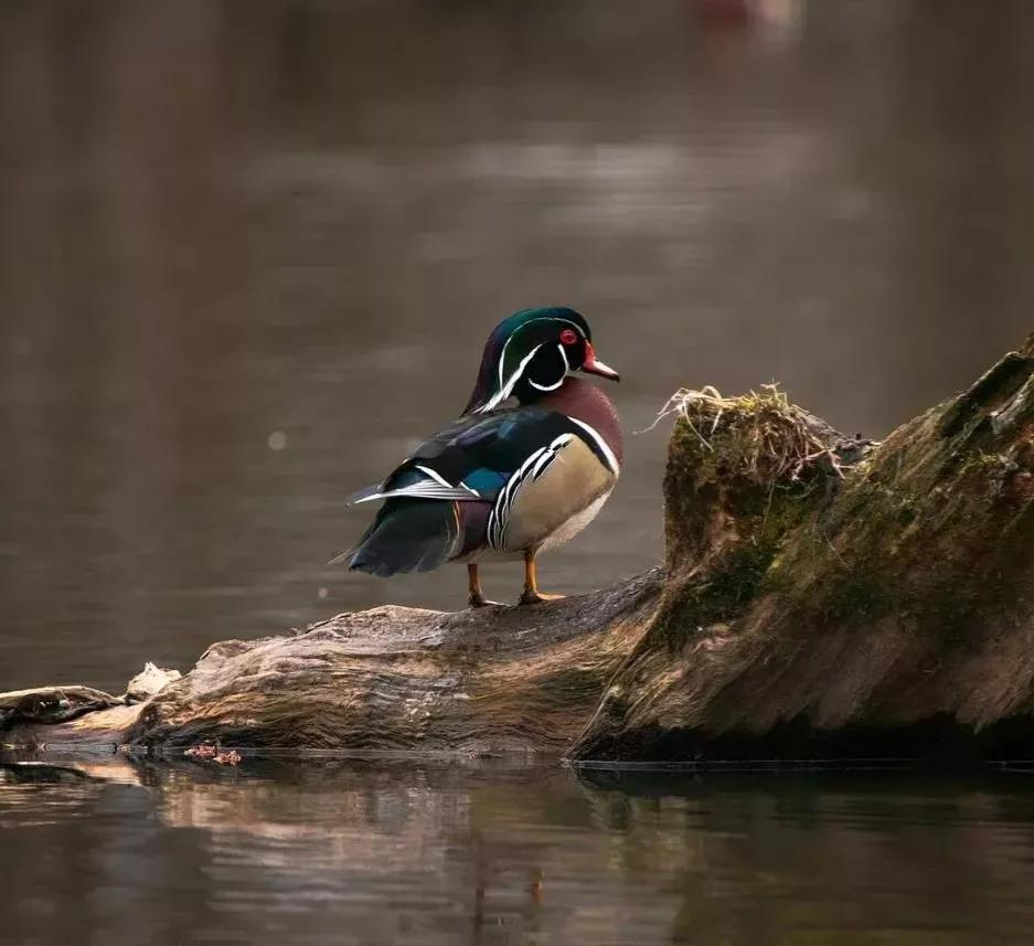 可爱动物照片合集,澳大利亚动物合集