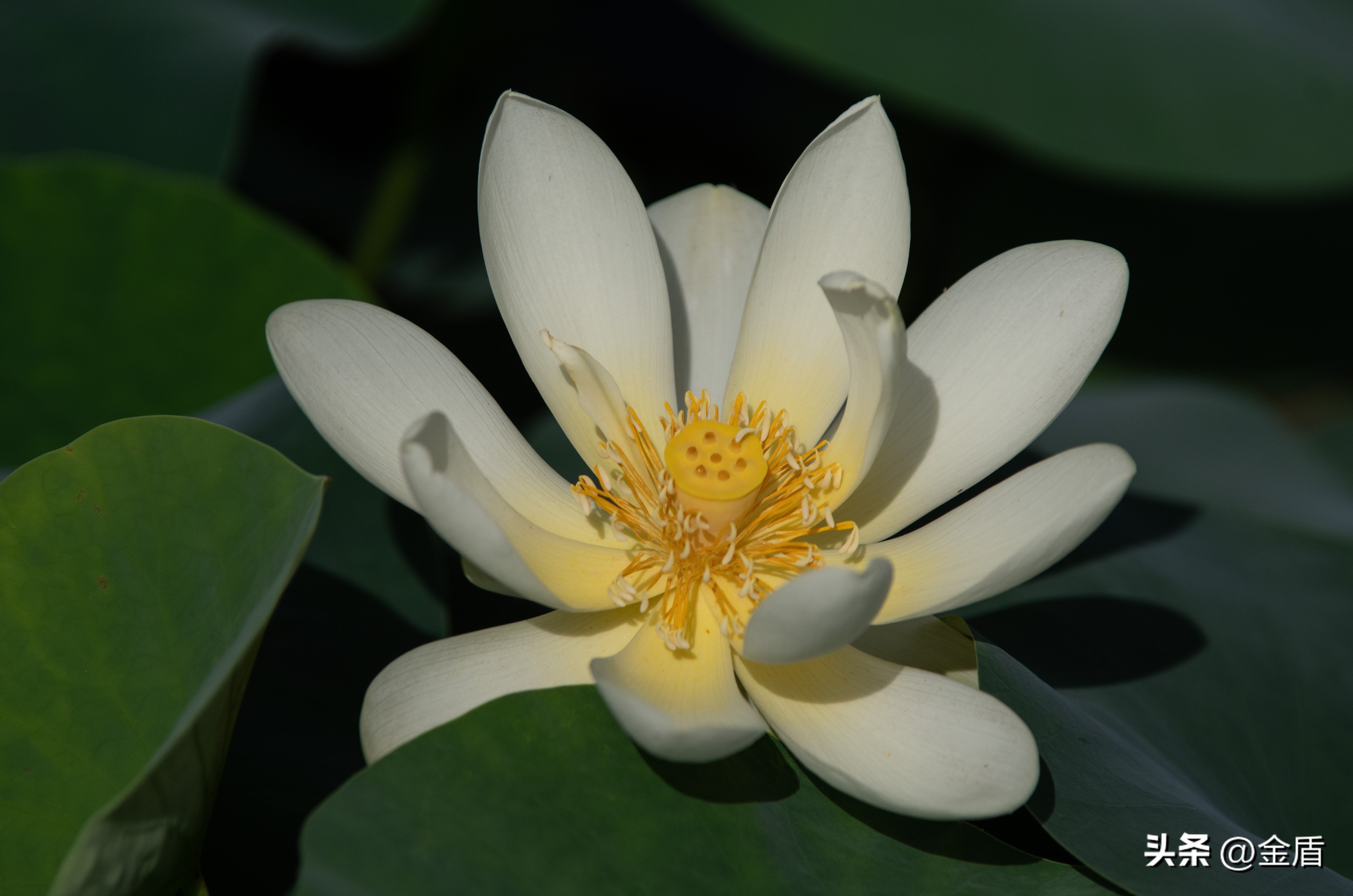 纯洁无瑕的荷花,荷花象征着纯洁无瑕