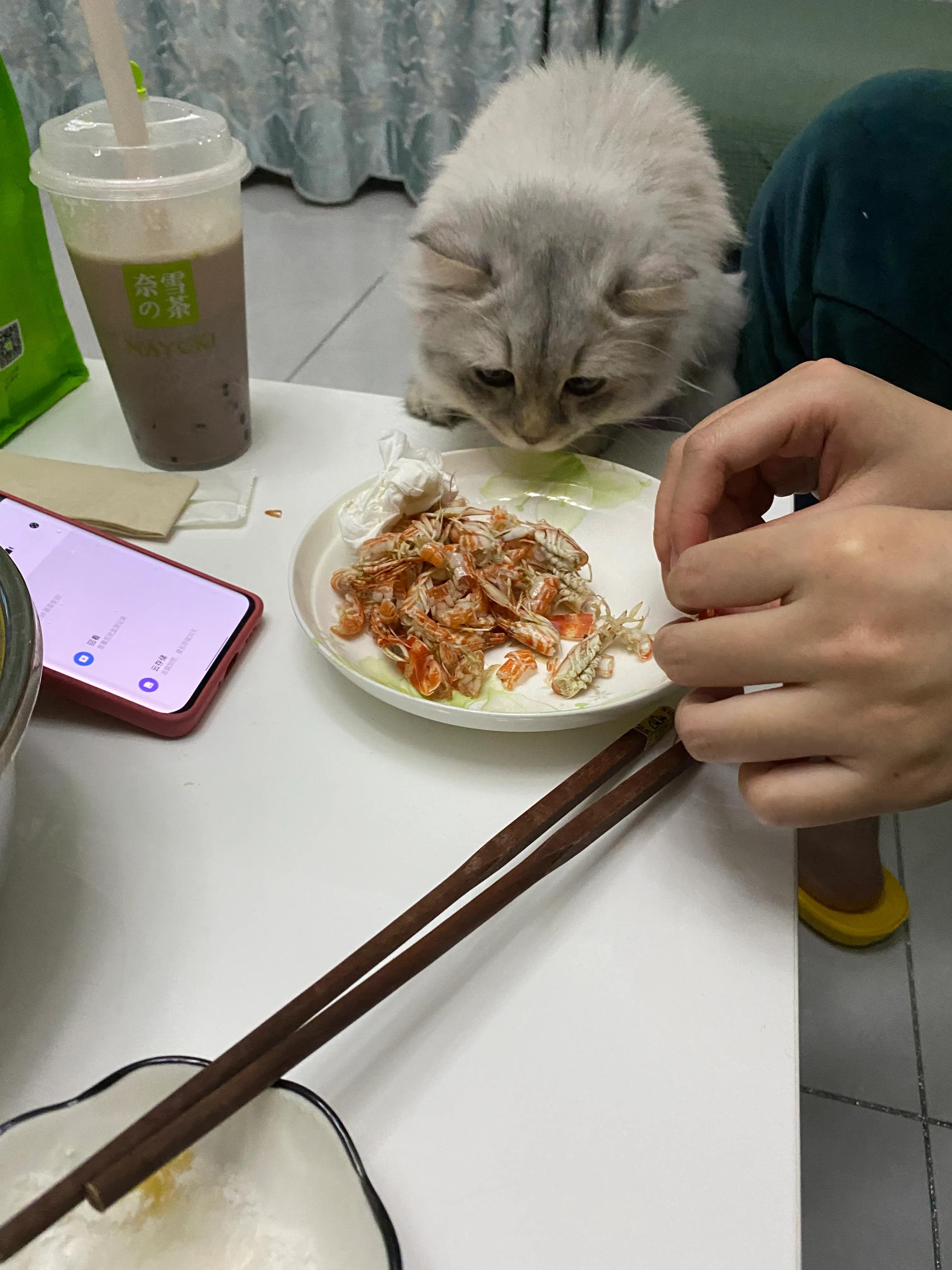 猫咪绝育打消炎针后呕吐,猫咪绝育后呕吐是什么情况