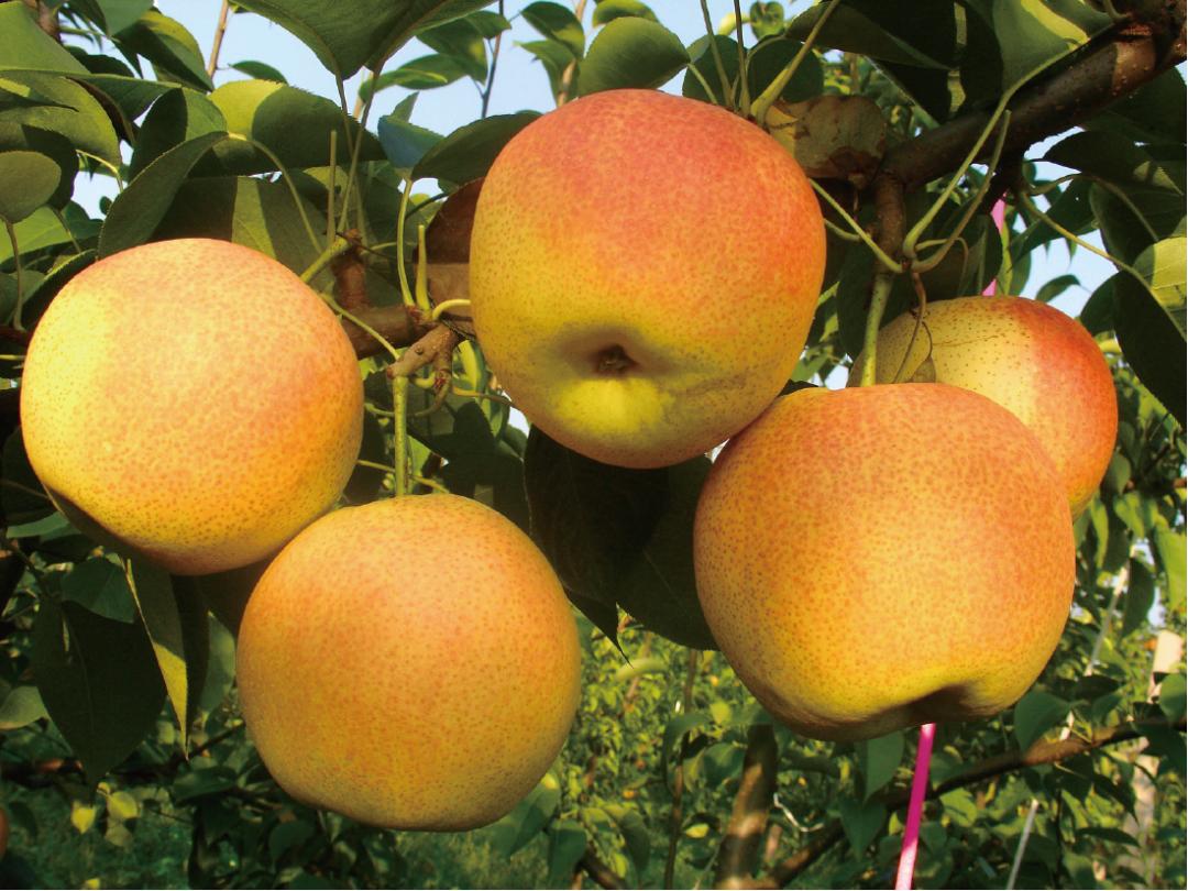 香冒泡儿了的“吉线”331，吃了第一座城就走不动了！