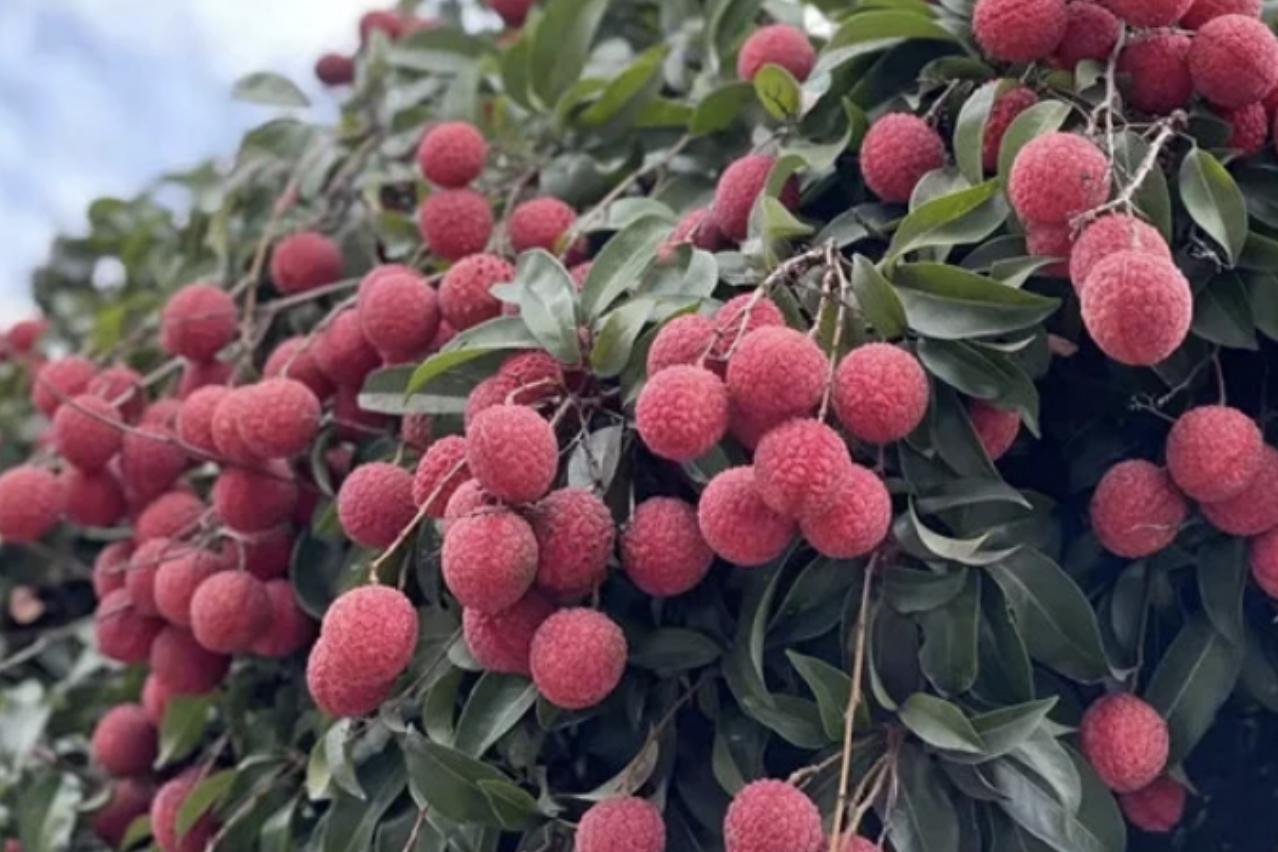 国内最好荔枝品种排名榜,十大最好吃荔枝排名及成熟期