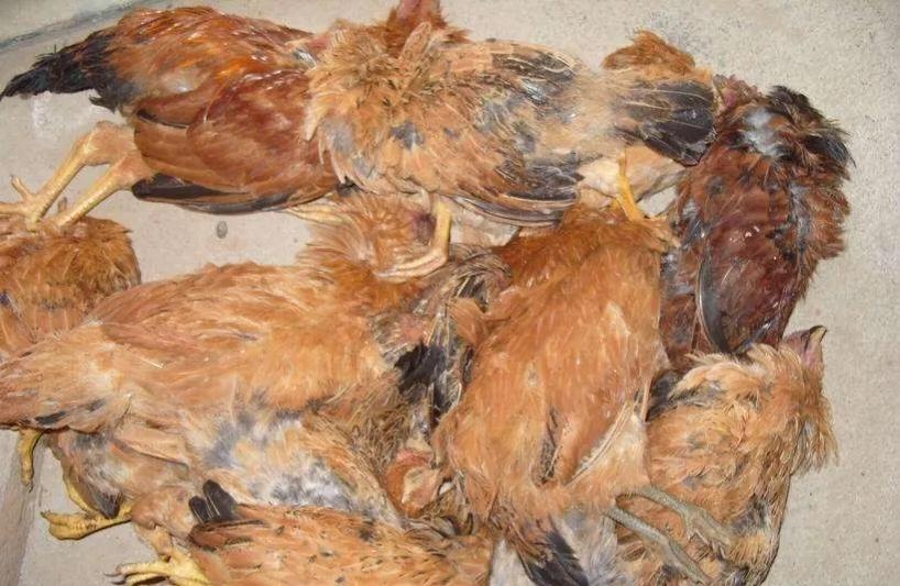 鸡磺胺中毒的急救措施,鸡磺胺类药物中毒