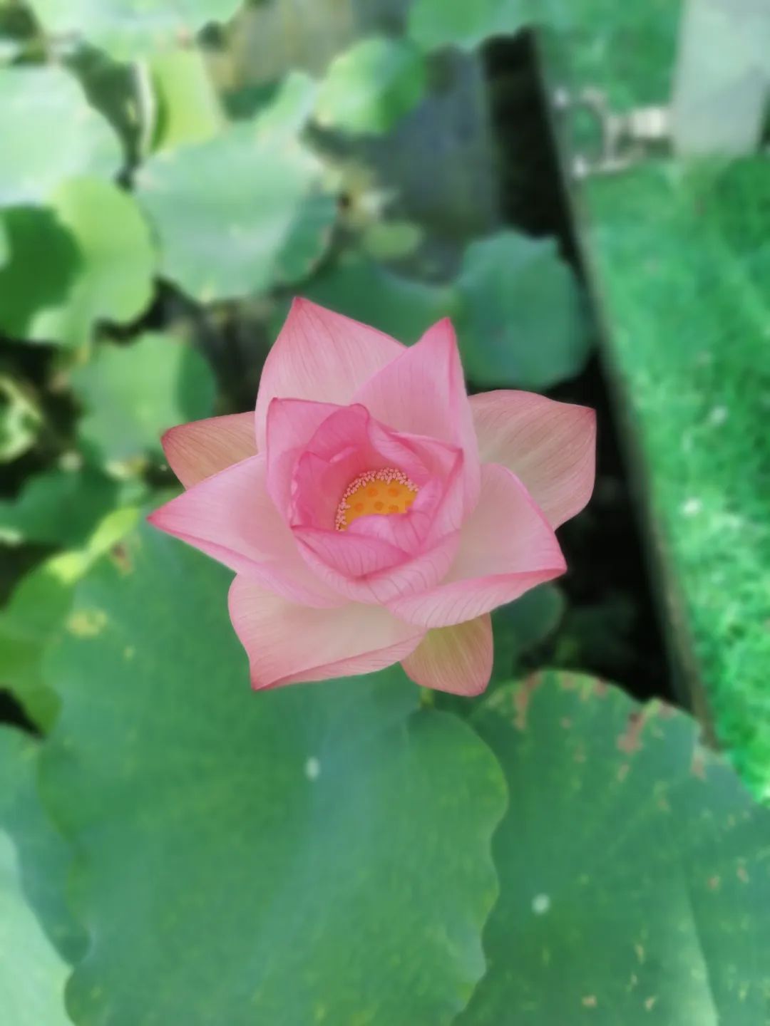 男医生给做乳腺检查,男医生进行乳腺检查