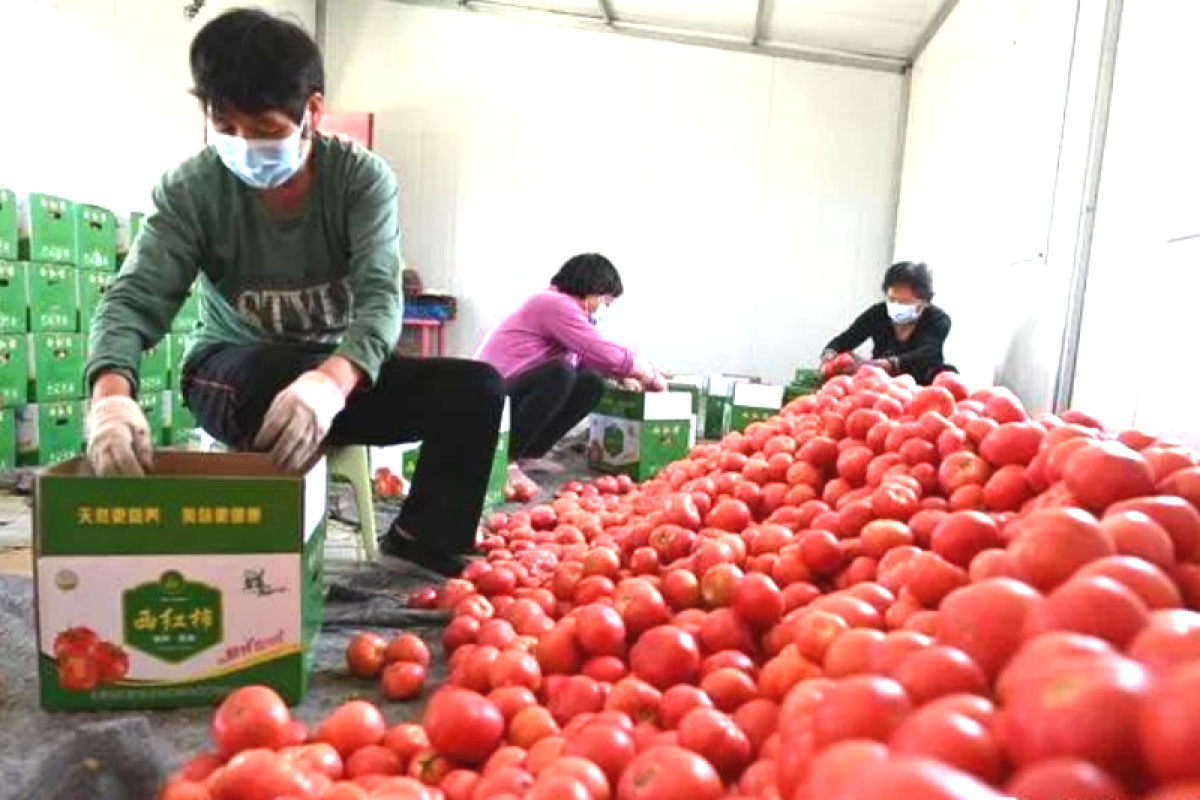 漯河驿城区乡村振兴项目,农村产业融合发展示范园漯河