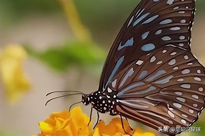 熊猫指头的特点,熊猫手指有几个指头