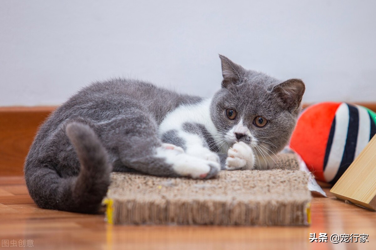 猫条属于零食吗,猫条是有营养还是没营养