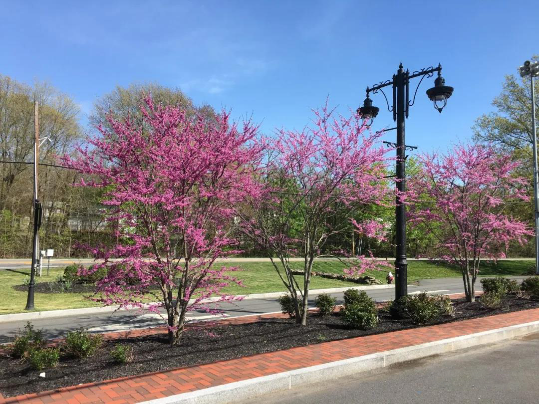 四季春一号紫荆树园林应用实例,四季春一号紫荆树行道树