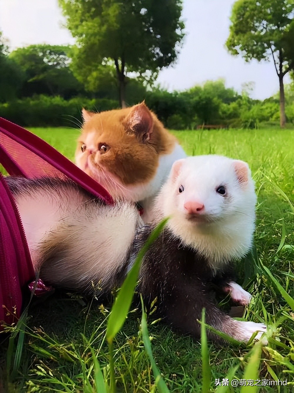 宠物貂大概多少钱一只,宠物貂好养吗多少钱