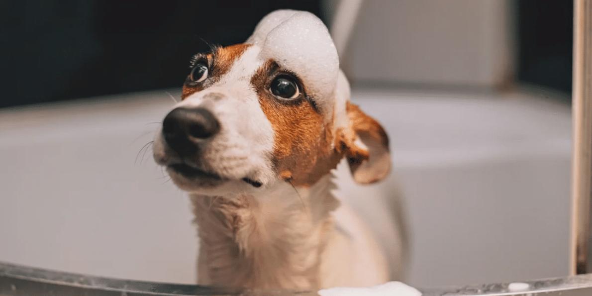 寿命最长的几个狗品种排名,什么品种的狗寿命最长