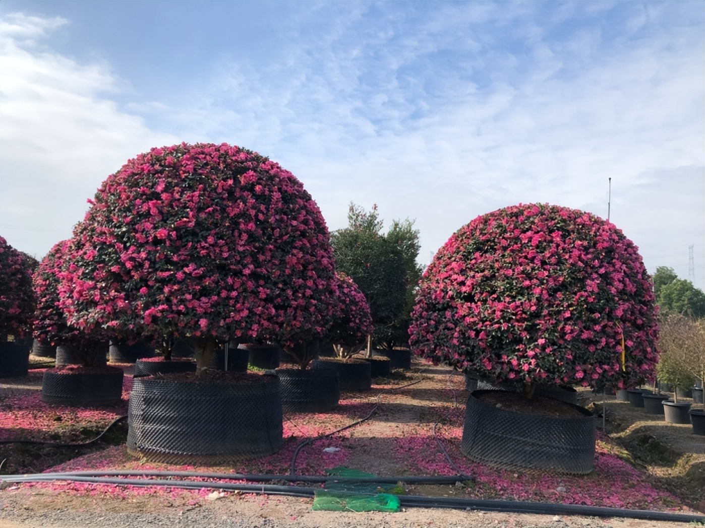 10年后的苗木行情,十年后苗木销路