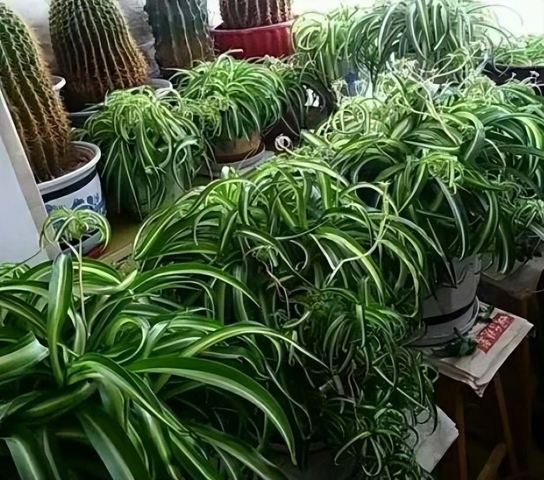 给绿萝、文竹、吊兰倒下3种“酸水”，叶片绿油油，养多少都爆