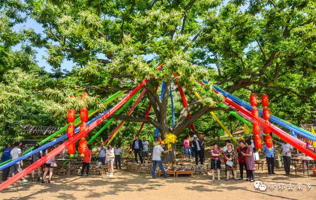 迁西板栗全球认养,迁西县板栗树