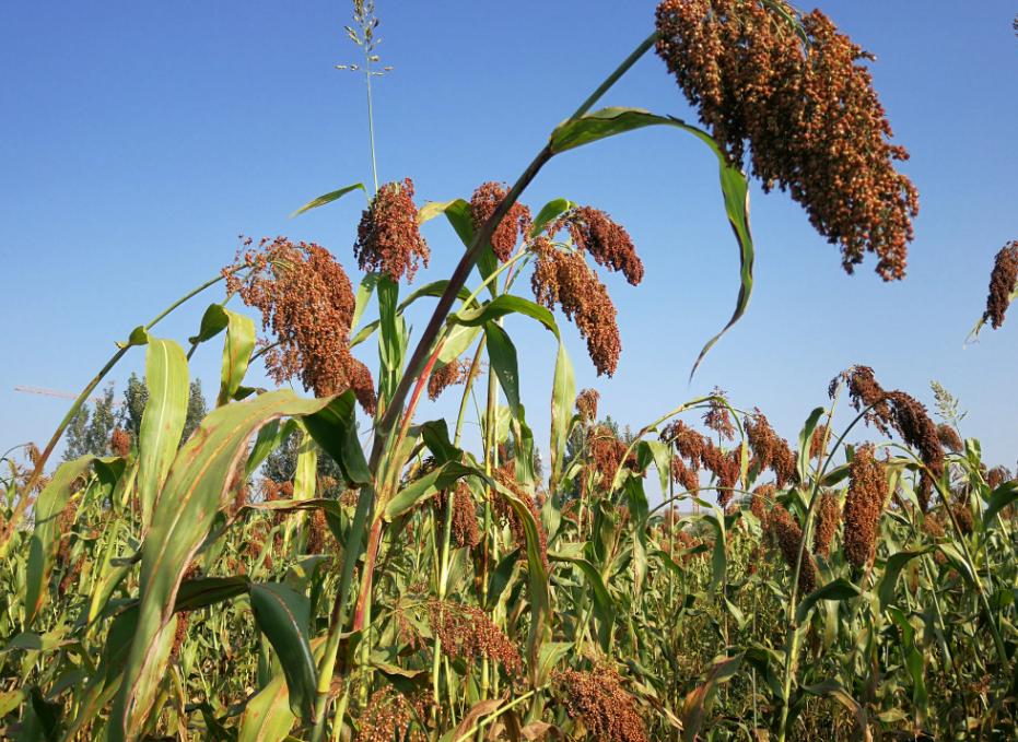 江苏梦之蓝有多难喝,江苏梦之蓝为什么都是低度的