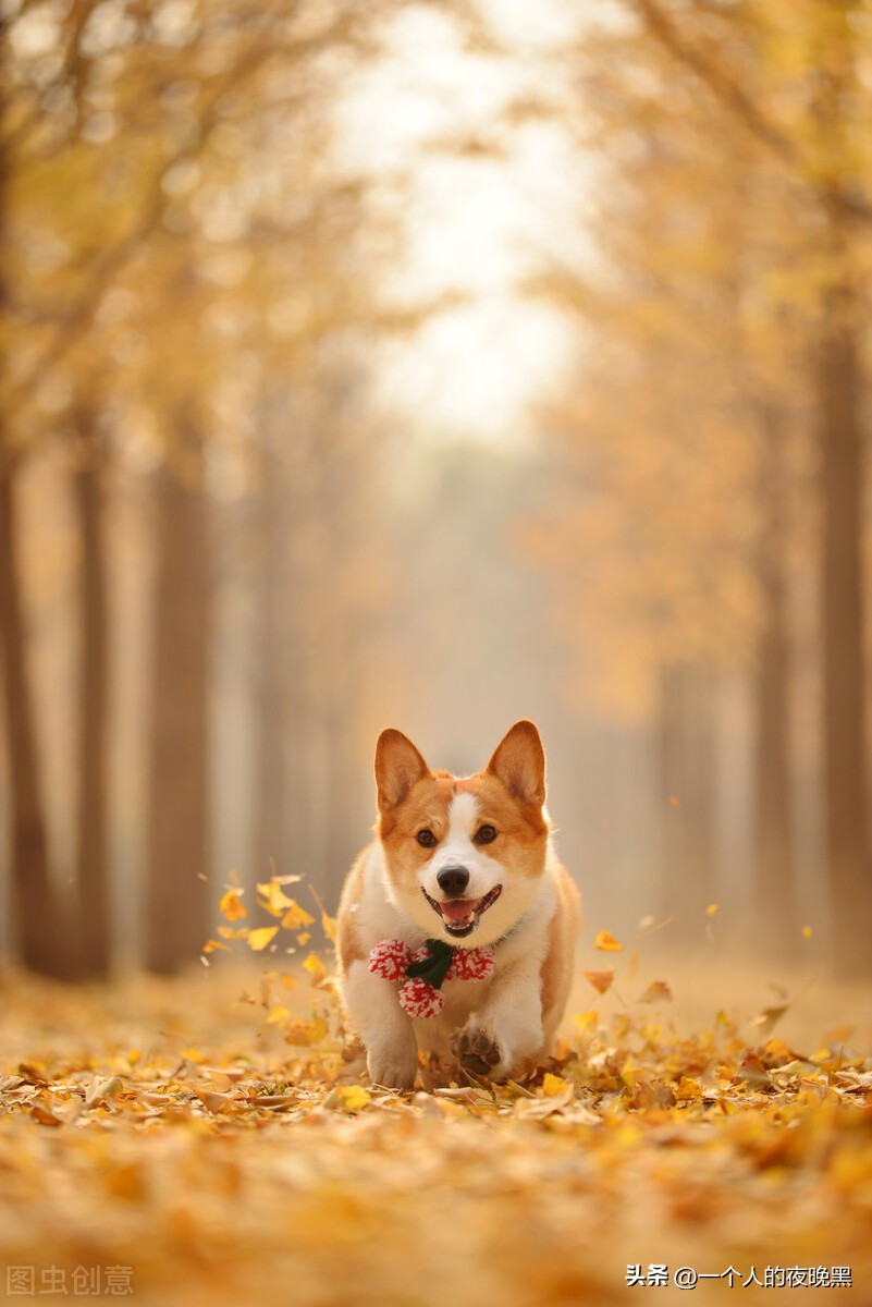 怎样判断自己养的狗是不是纯种,怎么确定自己可以养狗狗