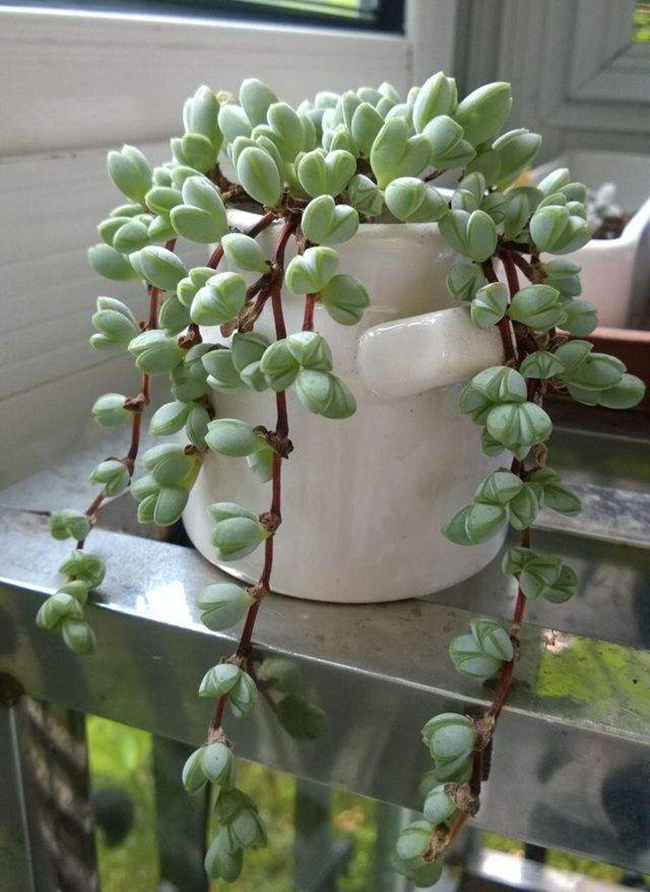 十二卷多肉的品种图鉴,100种多肉植物图片大全