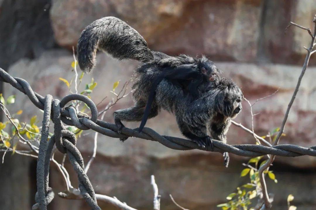 国人害怕的老猫猴子，居然是从非洲来的？黑毛白脸的怪物是什么？