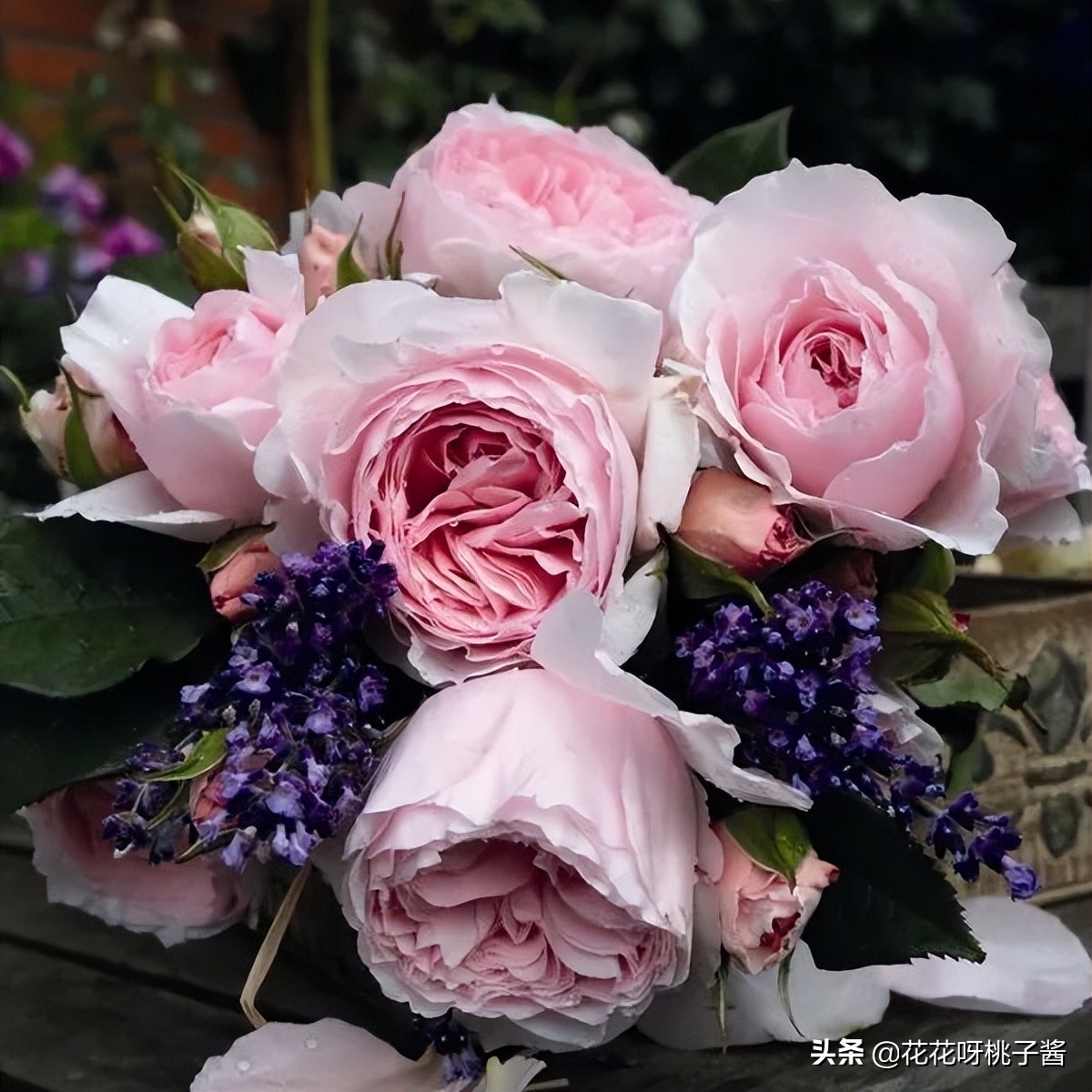 花期特别短暂开放好看的粉色月季,粉色可爱融化你的少女心月季