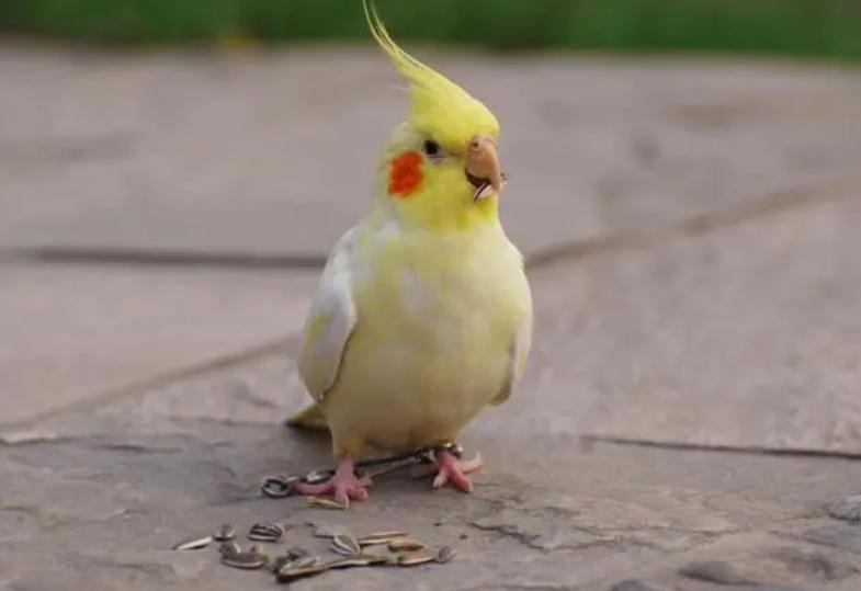 养哪种鸟可以赚钱,现在养什么鸟最赚钱还能繁殖