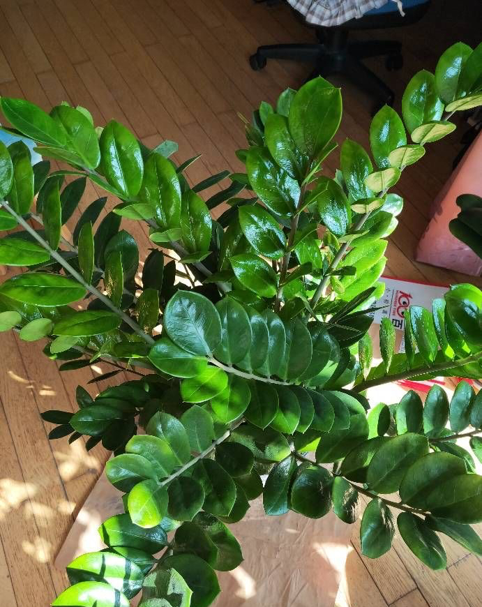 10种“吉利花”,“穷养”才能长大,越挤越壮实,越大越“旺家”